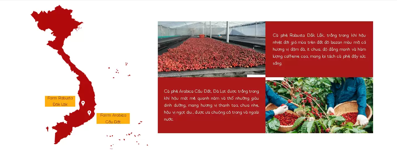 Cà Phê Mix 30% Arabica Cầu Đất &#8211; 70 % Robusta Đăk Lăk