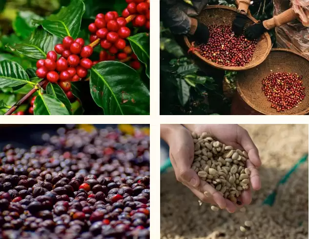 Cà Phê Mix 30% Arabica Cầu Đất &#8211; 70 % Robusta Đăk Lăk
