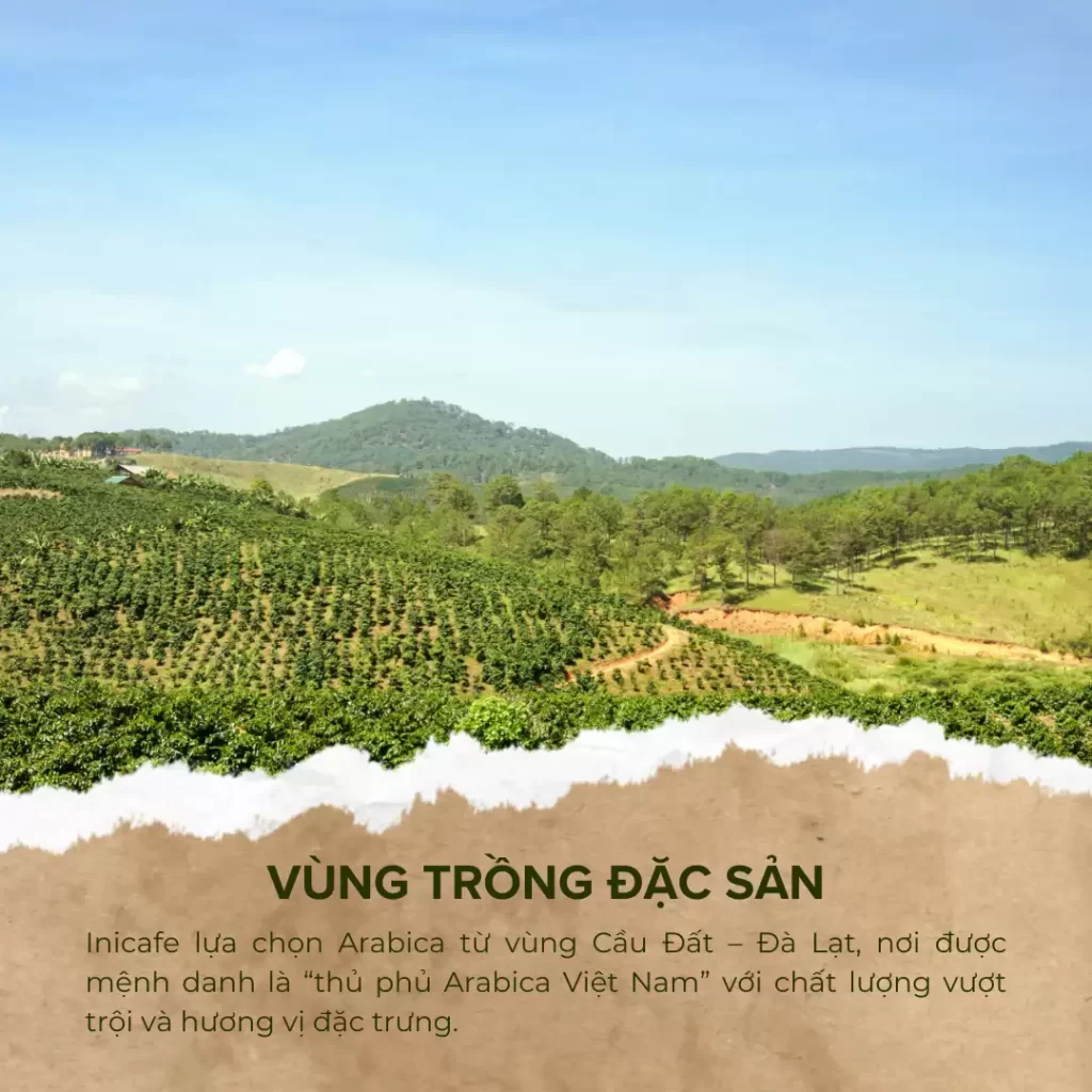 Cafe Arabica Cầu Đất nguyên chất
