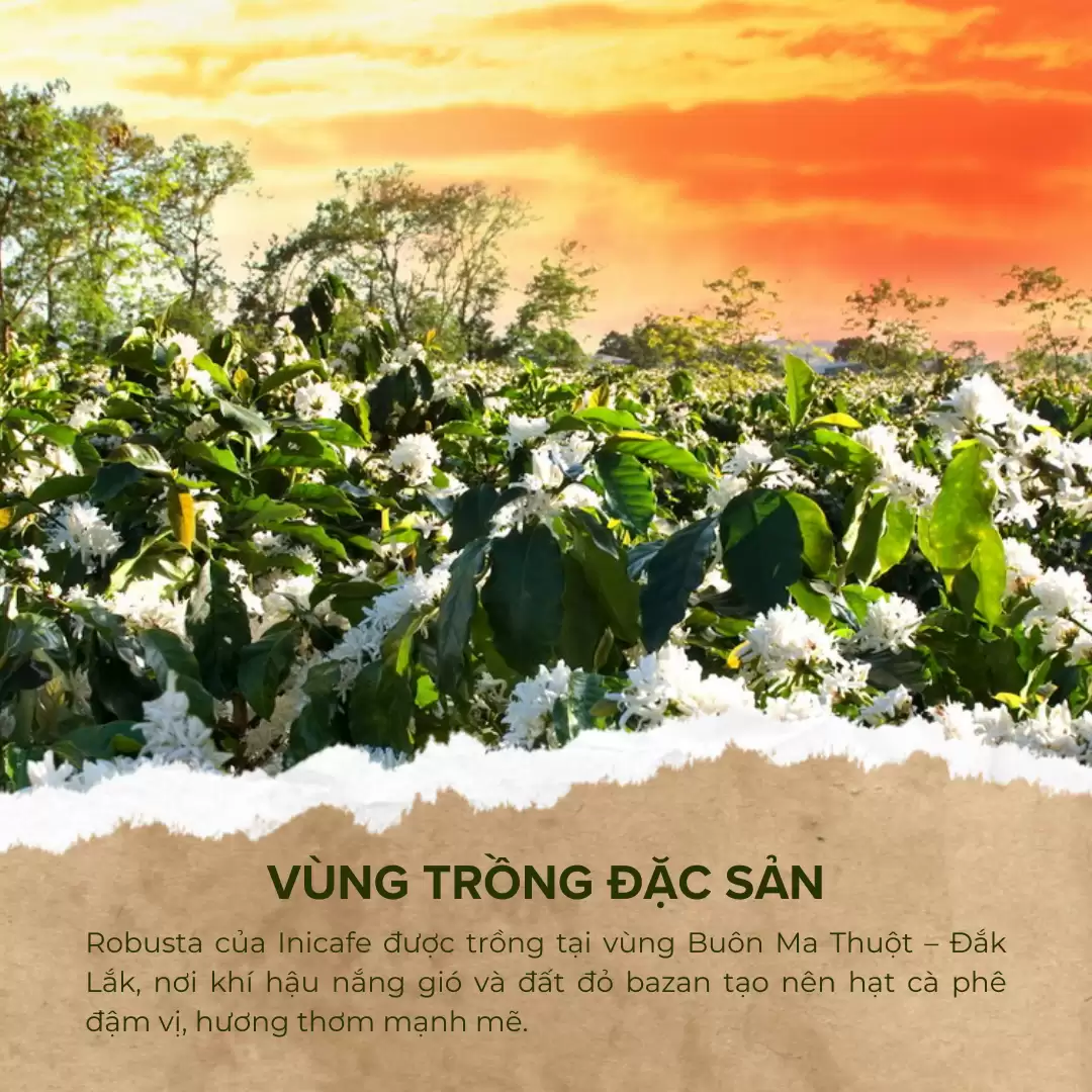 Cà Phê Robusta Đăk Lăk nguyên chất